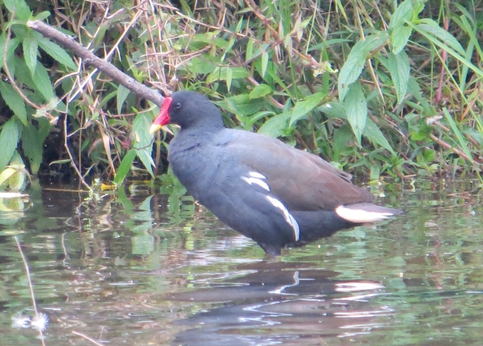 Gallinula chloropus